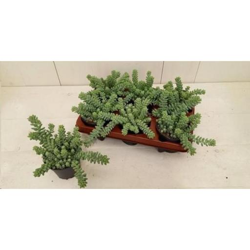 Sedum burrito 15 cm