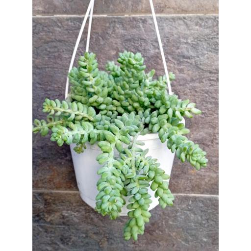 Sedum burrito