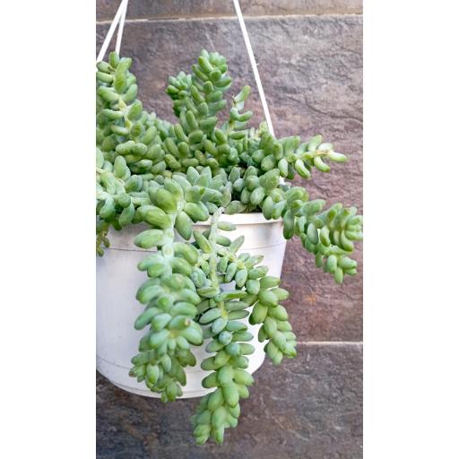 Sedum burrito [1]
