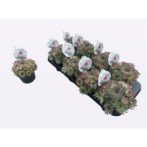 Sempervivum Chick Charms 