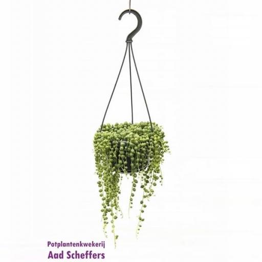 Senecio Rowleyanus Colgante