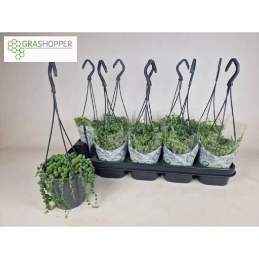 Senecio Rowleyanus Colgante
