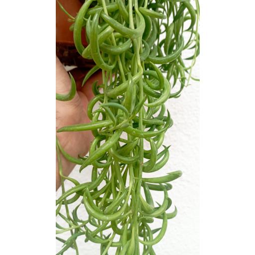 Senecio radicans [1]