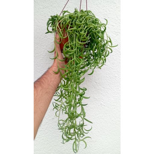 Senecio radicans
