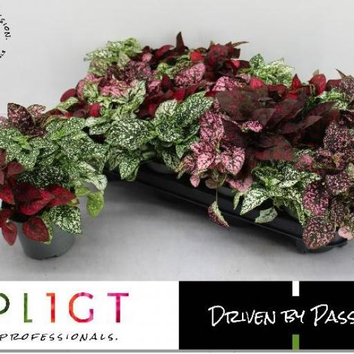 Hypoestes tricolor [0]