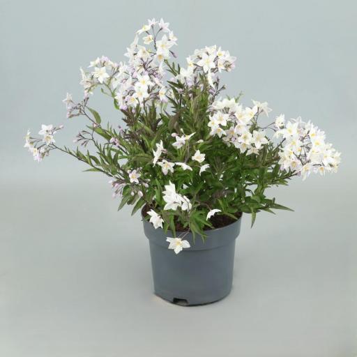 Solanum jasminoides [0]