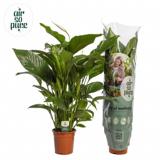 Spathyfilium sweet lauretta 100 cm
