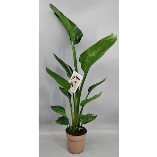 Strelitzia augusta 90 cm
