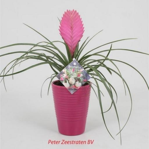 Tillandsia Cynea con macetero cerámica [0]