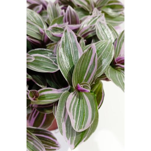 Tradescantia Cerinthoides Sweetness [1]