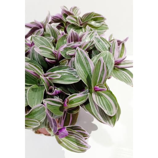 Tradescantia Cerinthoides Sweetness [2]