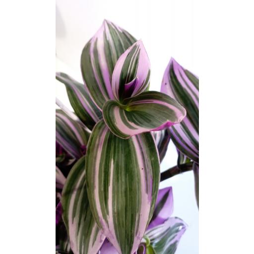 Tradescantia spathacea pink [0]