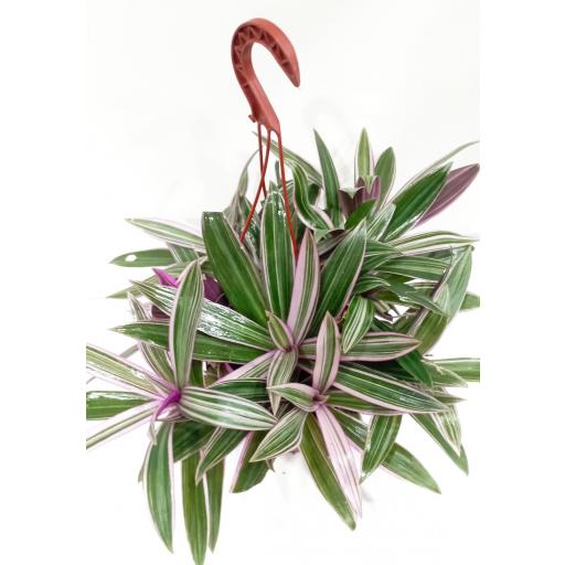 Tradescantia spathacea pink