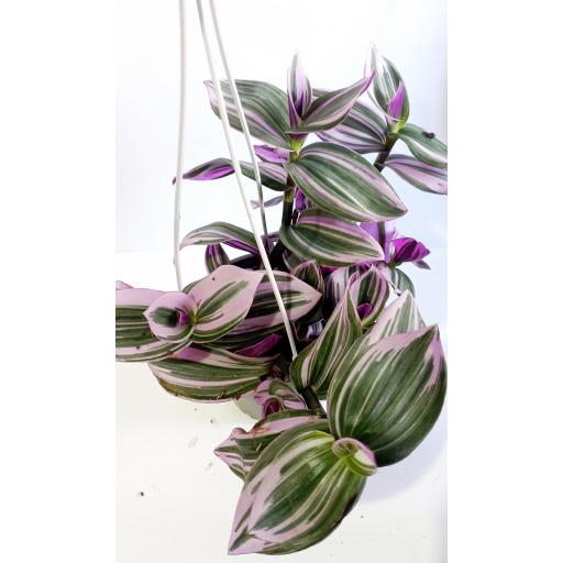 Tradescantia spathacea pink [2]