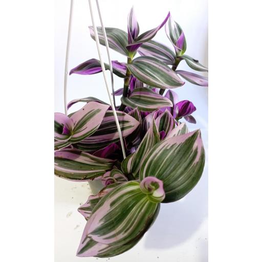 Tradescantia spathacea pink