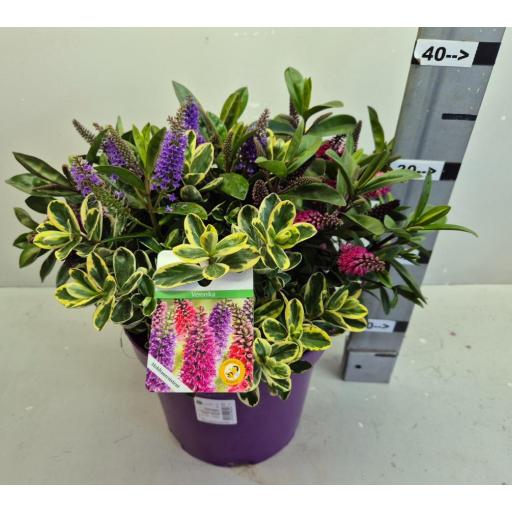 Veronica hebe mixta