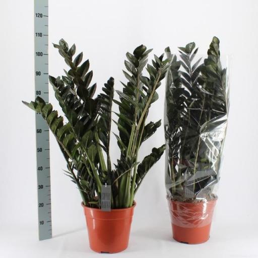 Zamioculca black 100 cm