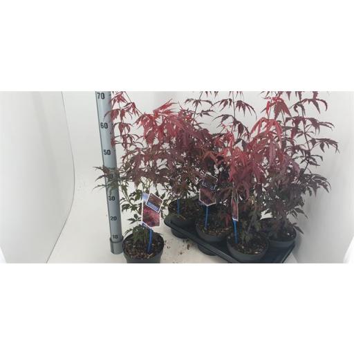 Acer Palmatum Atropurpurea 60 cm