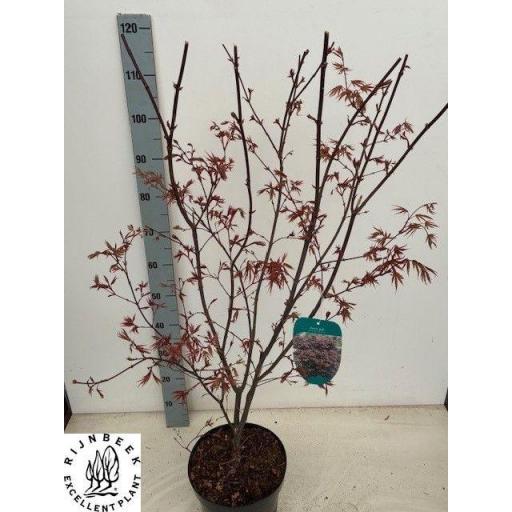 Acer Palmatum Atropurpurea 110 cm