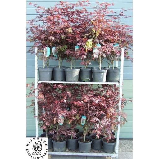Acer Palmatum Trompenburg 130 cm