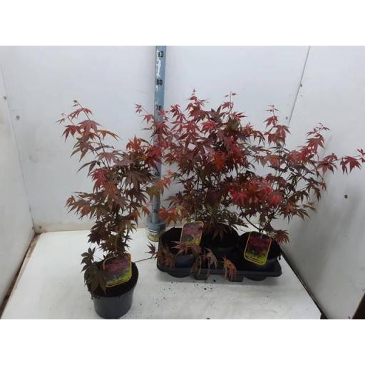 Acer Palmatum Atropurpurea 60 cm