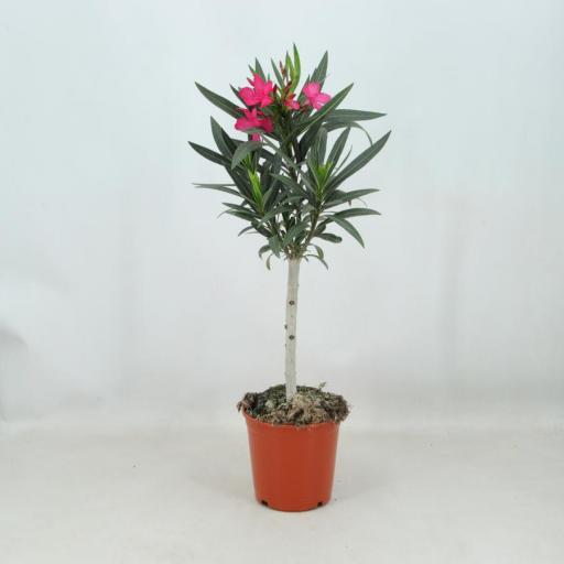 Nerium Oleander (Adelfa)