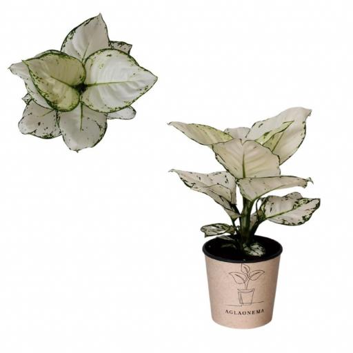 Aglaonema white [0]