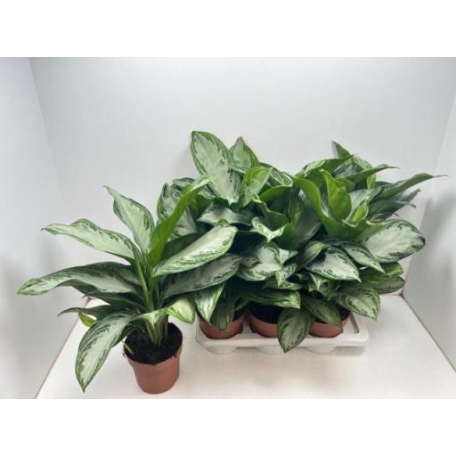 Aglaonema Silver Bay