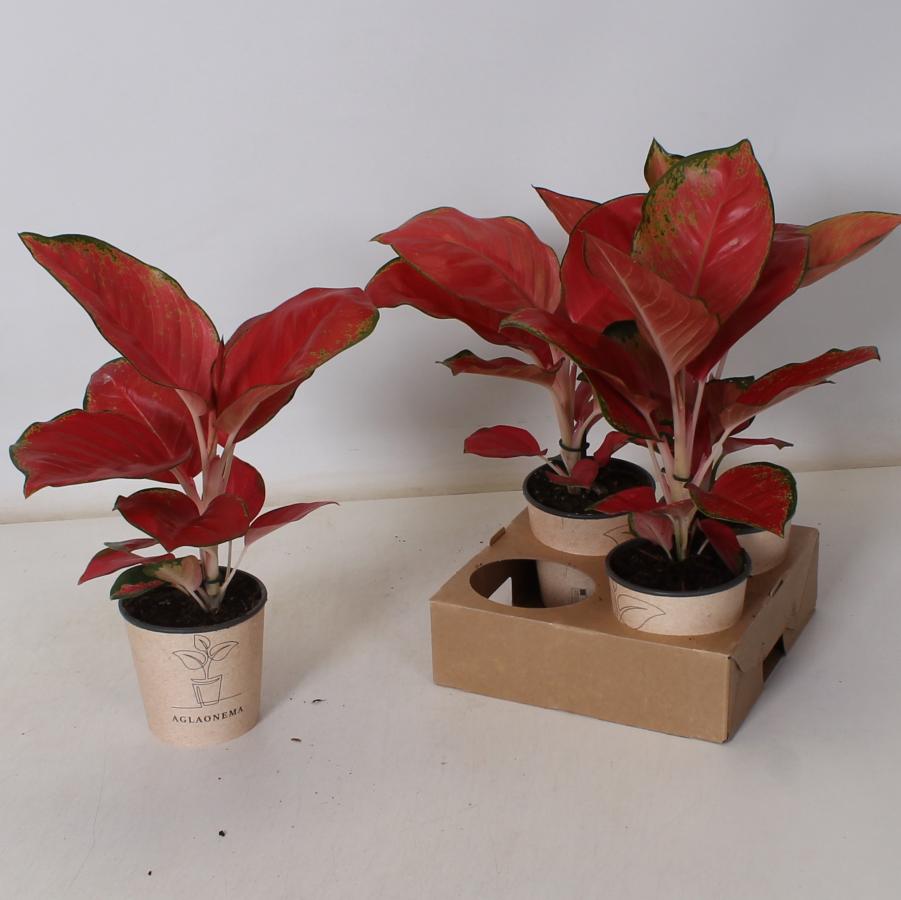 Aglaonema red