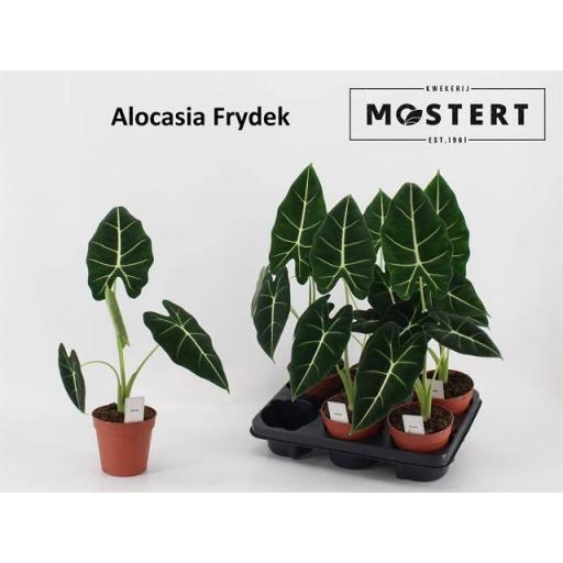 Alocasia frydek