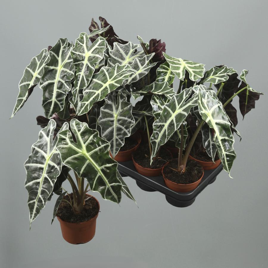 Alocasia polly