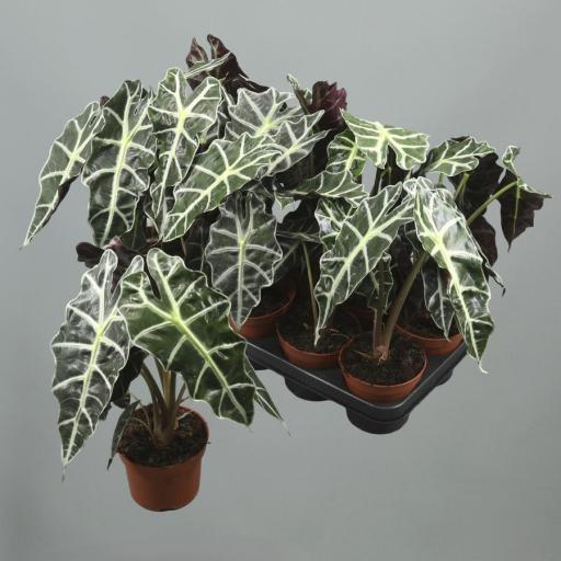 Alocasia polly