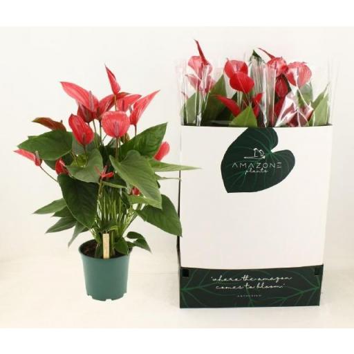 Anthurium rojo 100 cm [0]