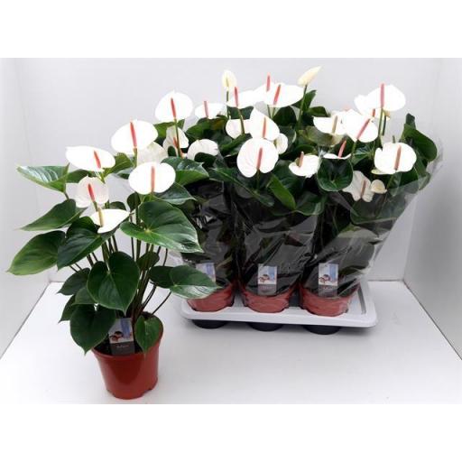 Anthurium adios blanco [0]