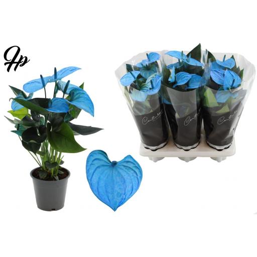 Anthurium  azul [0]