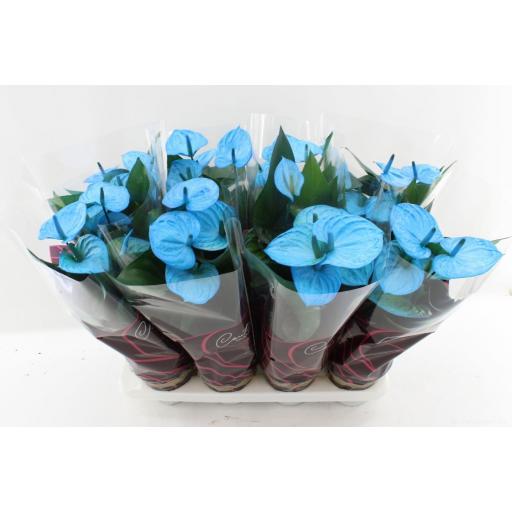 Anthurium  azul