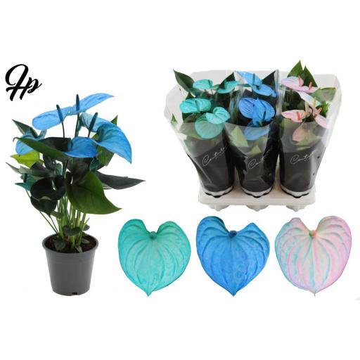 Anthurium  azul