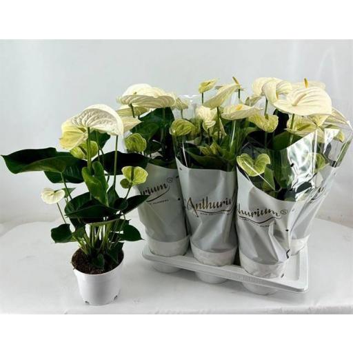 Anthurium  blanco