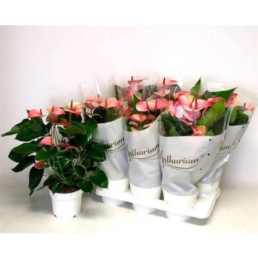 Anthurium rosa princess