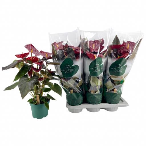 Anthurium granate