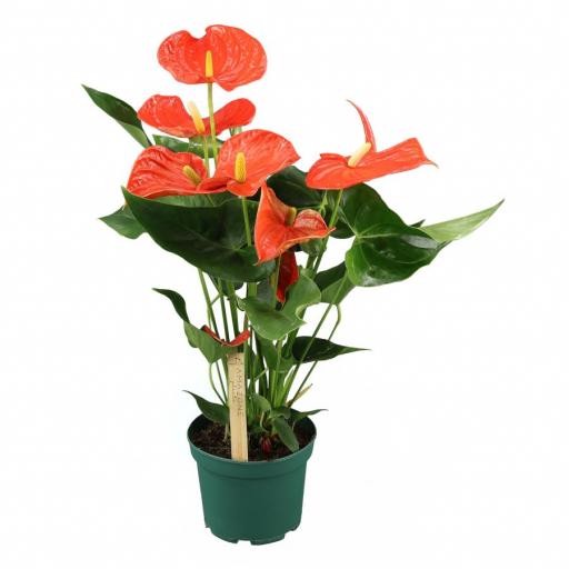 Anthurium naranja 