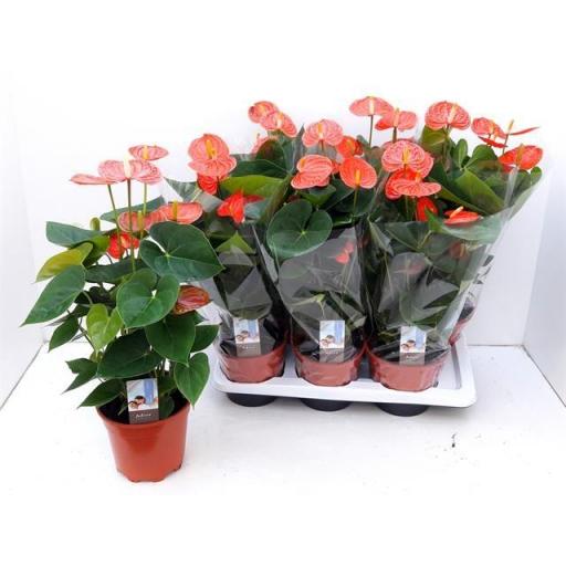 Anthurium princess naranja  [0]