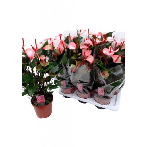 Anthurium  rosa princess