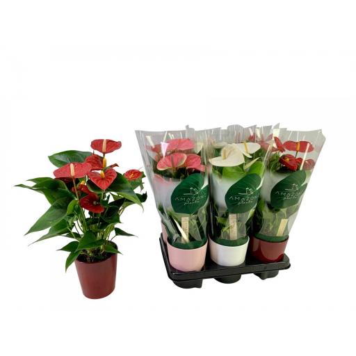 Anthurium  colores con macetero cerámica