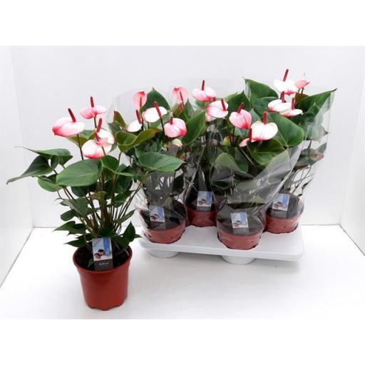Anthurium  rosa princess