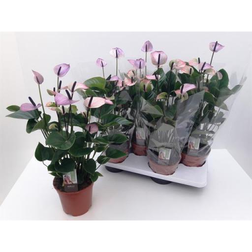 Anthurium  purpura love