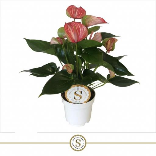 Anthurium Livium 55 cm