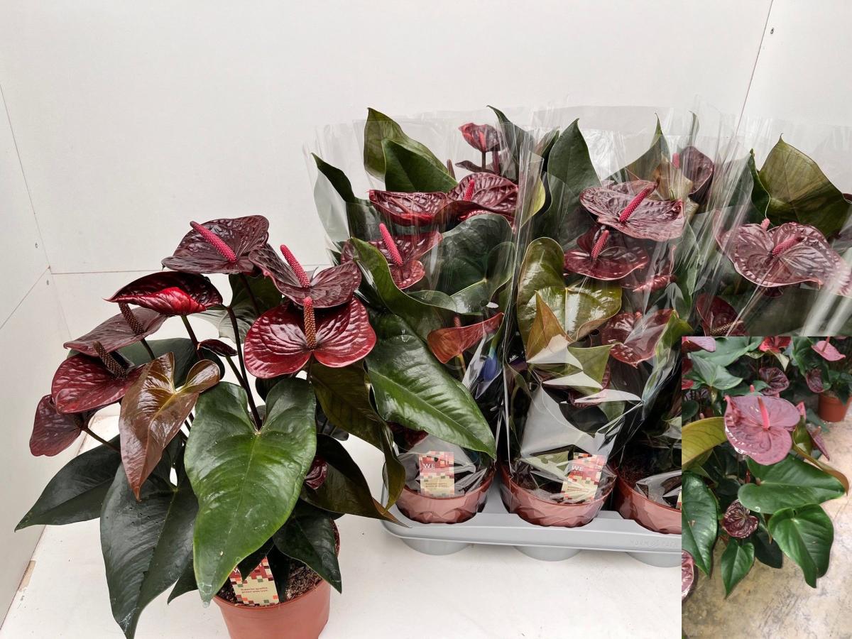 Anthurium morena granate