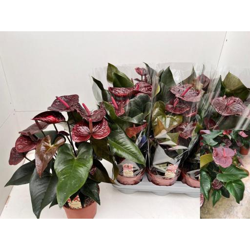 Anthurium  morena granate