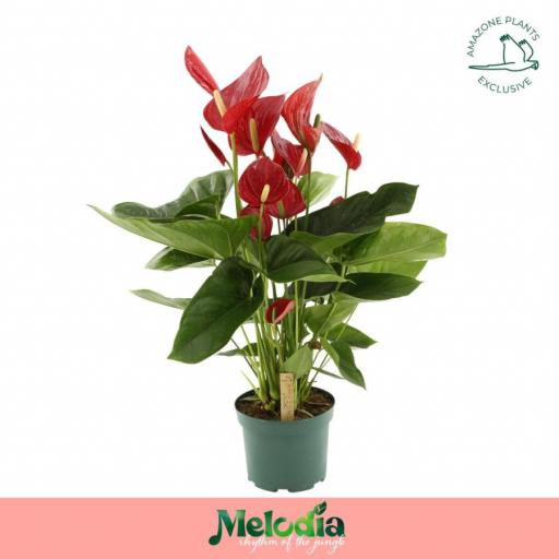 Anthurium  rojo melodia